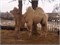 Верблюжонок - Белоснежка - фото 7189