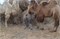 Верблюдоматка с верблюжонком - Инесса - фото 7191