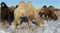 Верблюдица  - Пелагея - фото 7201