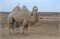 Верблюдоматка с верблюжонком - Илона - фото 7217
